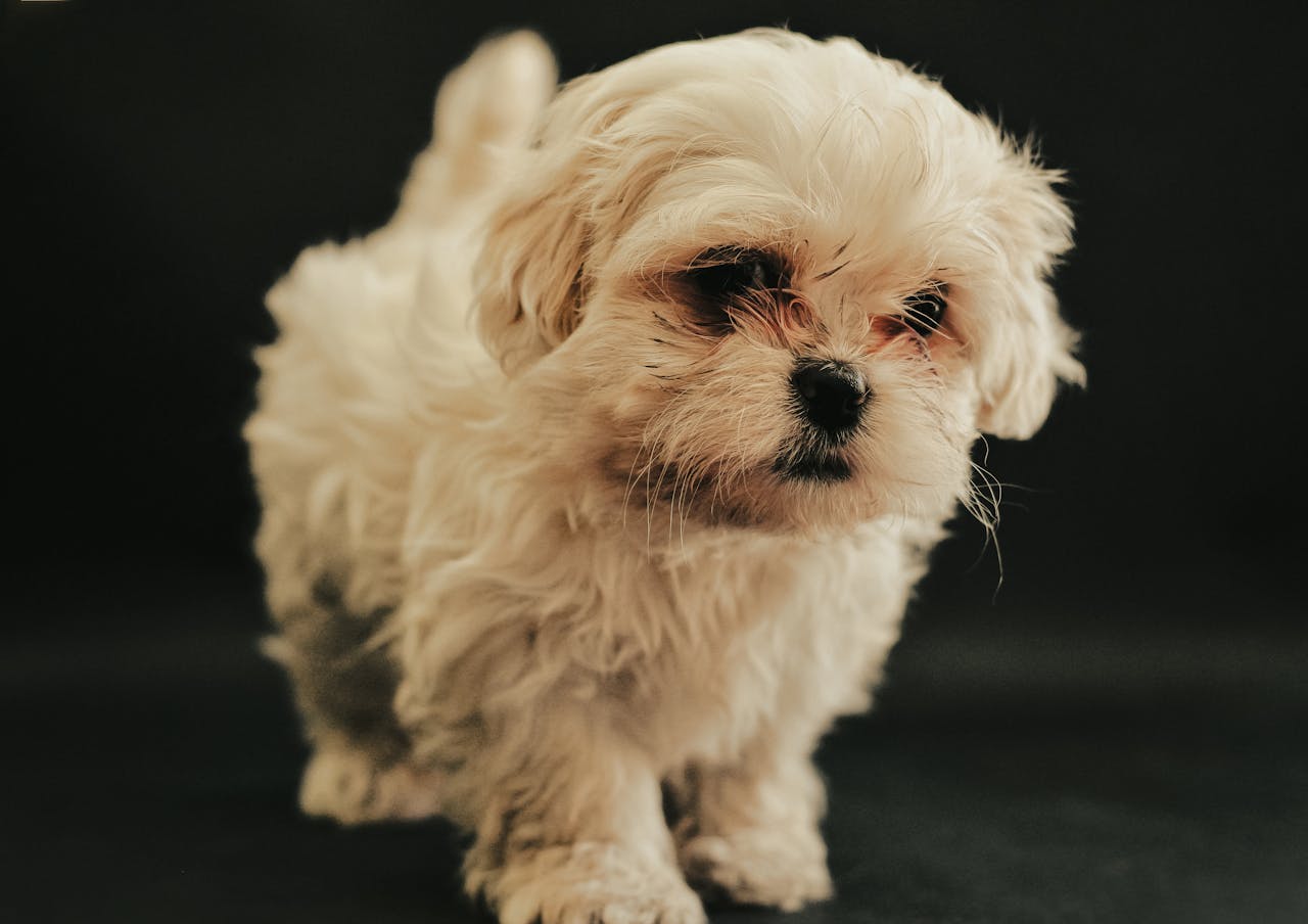Close-up of a cute Maltese puppy with fluffy white fur against a black background.